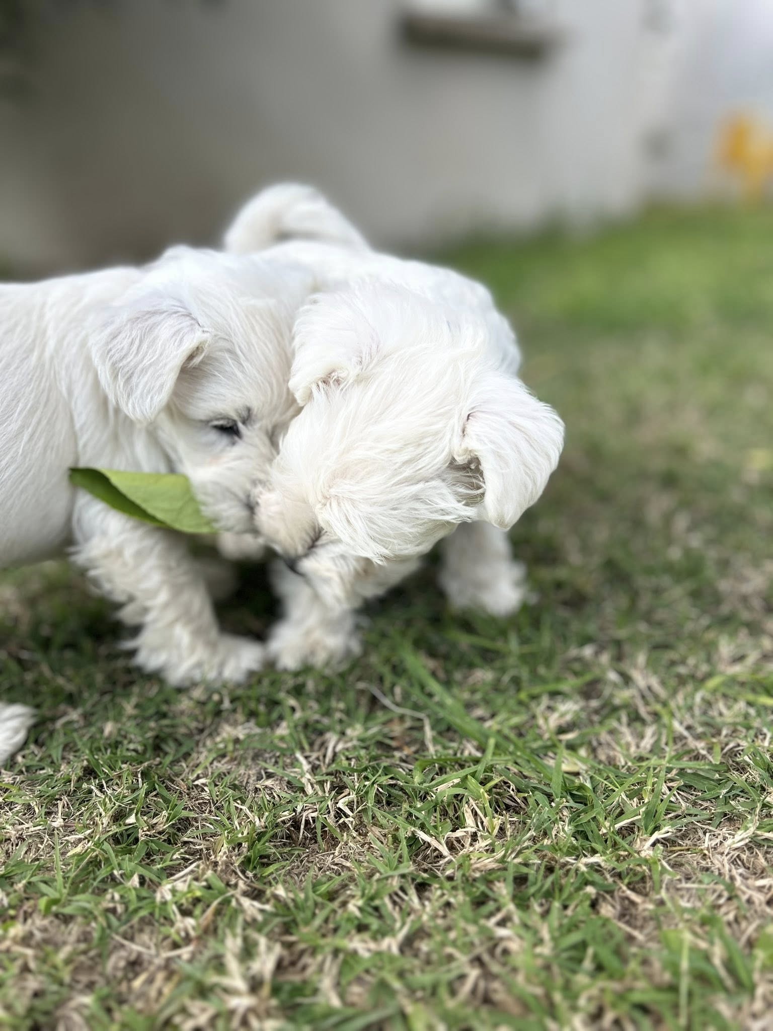 Whaltron Kennels