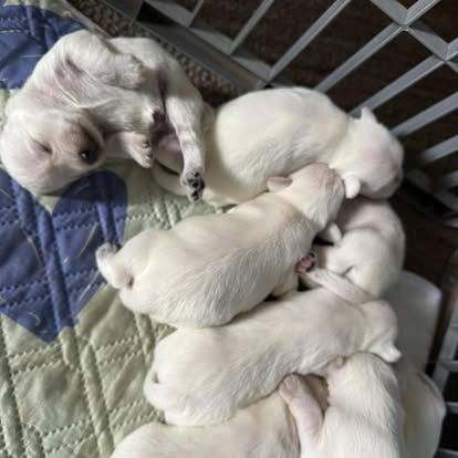 Whaltron Kennels